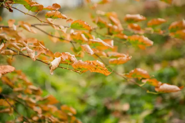 Trockenes Laub am Ast Herbst — Stockfoto