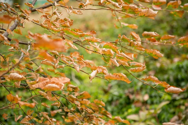 Trockenes Laub am Ast Herbst — Stockfoto