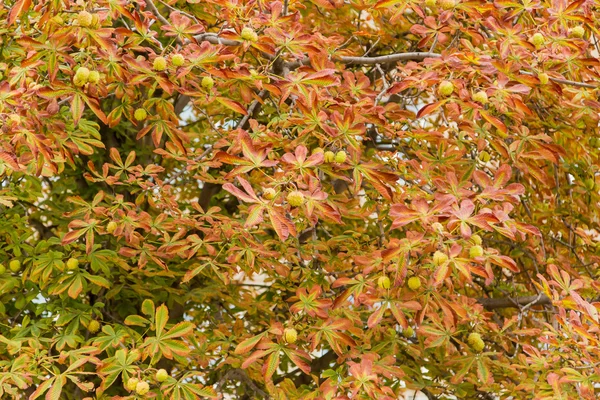 Rosskastanie im Herbst — Stockfoto