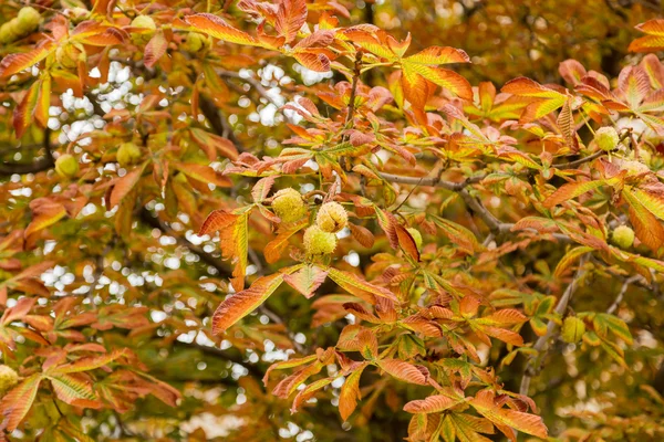 Rosskastanie im Herbst im Stadtpark — Stockfoto