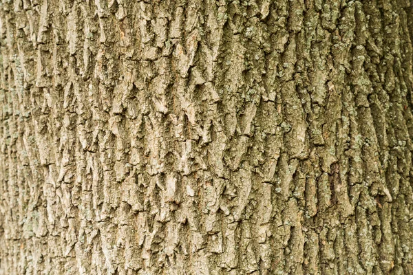 Het oppervlak van de romp van een volwassen boom — Stockfoto