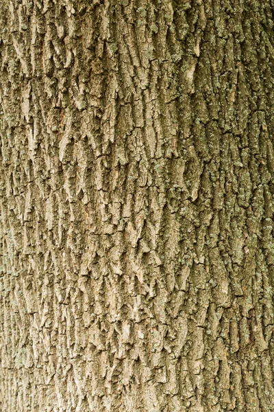 El tronco y la corteza de un árbol adulto — Foto de Stock