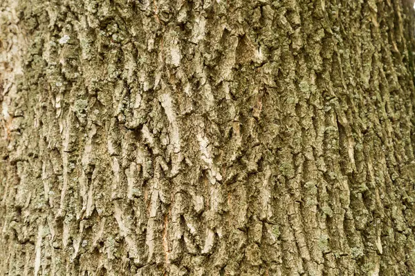 De dop van een oude boom — Stockfoto