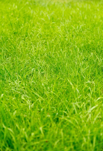 Green-cut grass, texture — Stock Photo, Image