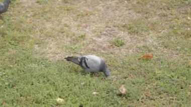Çim parktaki güvercinler