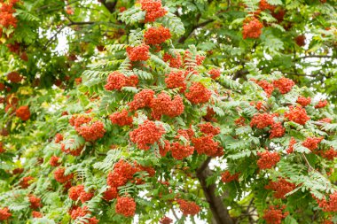 Eylül ayında bir ağaç üzerinde parlak üvez meyveleri