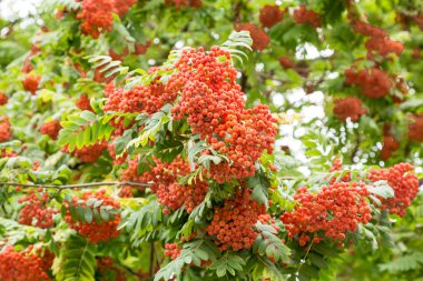 Eylül ayında bir ağaçta olgun parlak üvez meyveleri