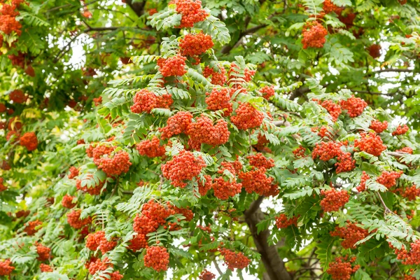 Helle Vogelbeeren auf einem Baum im September — Stockfoto