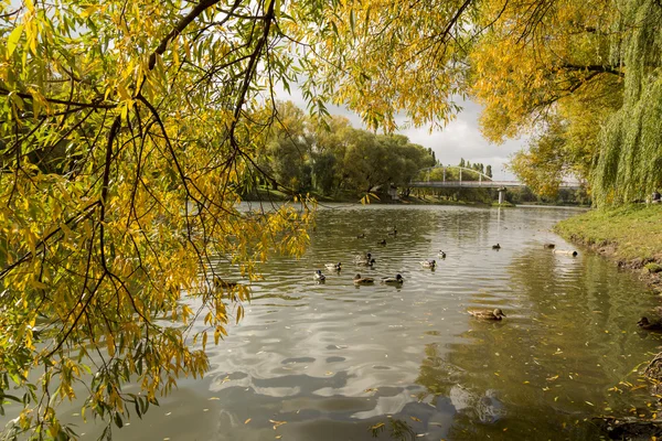 Gyllene höst i staden Park, damm, ankor, bridge, träd, fallande löv — Stockfoto