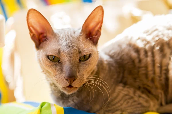 Домашняя кошка Сфинкс — стоковое фото