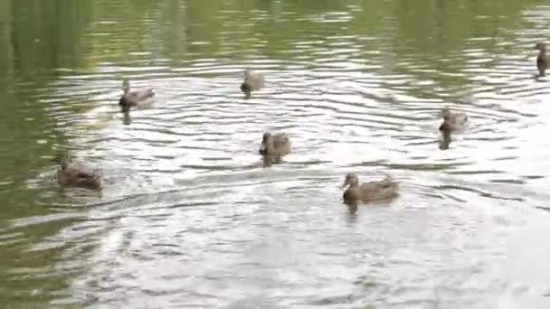 Les canards se nourrissent dans l'étang City Park 