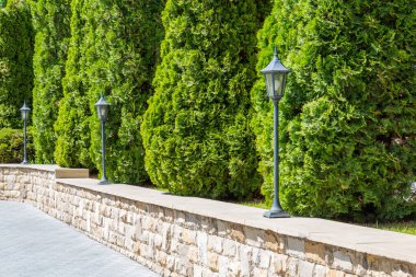 Thuja çiti peyzaj tasarımı. Evergreen kozalaklı bitki