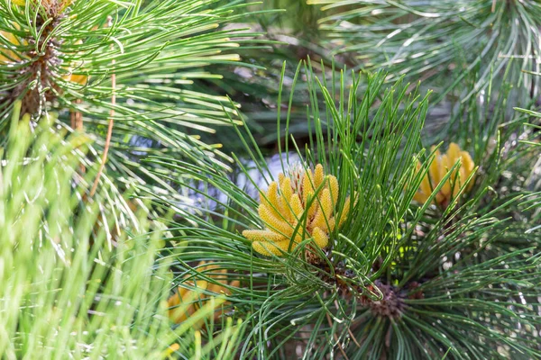 Agulhas Botões Nos Ramos Cedro Siberiano Primavera — Fotografia de Stock