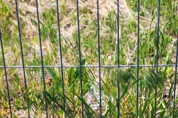 Grönt Och Torrt Gräs Genom Metallstängslet — Stockfoto