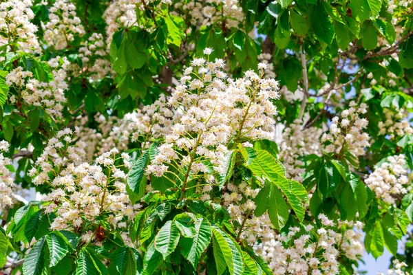 Blommande Häst Kastanj Solig Maj Dag Stockbild