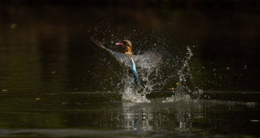 Renkli Kingfisher kuşu gagasında bir balıkla sudan fırlıyor. Doğal yaşam ortamında çarpıcı bir sıçrama ve hareket yakaladı.