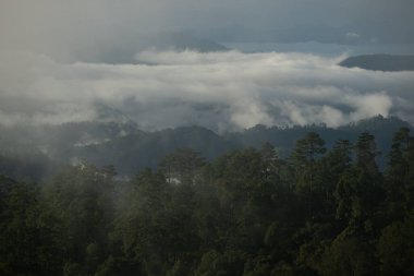 Sabahın ilk ışıklarıyla sisli çam ormanı, huzur dolu bir atmosfer yaratıyor. Refah geri çekiliyor ve doğa kaçıyor.