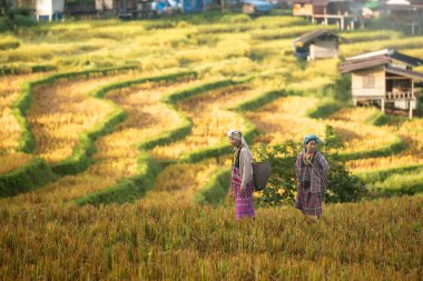 İki Asyalı kırsal kadın altın pirinç tarlalarında yürüyor, geleneksel yaşam tarzını, kültürel seyahatini ve doğayla uyumu temsil ediyorlar.