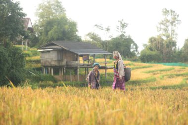 İki Asyalı kırsal kadın altın pirinç tarlalarında yürüyor, geleneksel yaşam tarzını, kültürel seyahatini ve doğayla uyumu temsil ediyorlar.