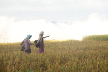 İki Asyalı kırsal kadın altın pirinç tarlalarında yürüyor, geleneksel yaşam tarzını, kültürel seyahatini ve doğayla uyumu temsil ediyorlar.