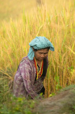 Asyalı kırsal bir kadın sisli bir pirinç tarlasında elinde sepetle duruyor ve basit, düşünceli bir kırsal yaşam tarzını kucaklıyor.