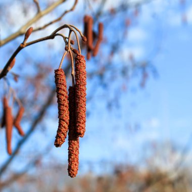 Kahverengi huş ağacı ağaçtan sarkan narin mavi gökyüzüne nazikçe sarılır. İlkbahar erken büyüme ve sakin bir mevsimsel atmosfer yakalayan minimalist doğa sahnesi, baharı ve yenilenmeyi simgeliyor..