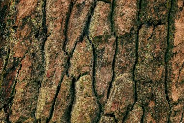 Yaşlanmış, desenli ağaç kabuğunun detaylı görüntüsü benzersiz desenlerle, her doğal yiv ve çatlağı aydınlatıyor. Stok görüntüleri, geçmişleri ve eğitimsel kullanım için uygun. Seriler 