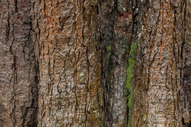 Dikey çatlaklarda yeşil yosun olan koyu kahverengi ağaç kabuğu dokusu. Zengin organik detayları olan ıslak ahşap bir yüzey. Doğa temalı projeler için yüksek kaliteli bir geçmiş. Seriler 