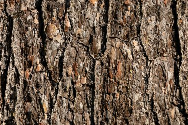 Ayrıntılı çam ağacı kabuğu kaba doğal dokuya sahiptir. Yıpranmış ahşap yüzeye yakın çekim. Premium altyapı ve yaratıcı projeler için eşsiz organik desen. Seriler 