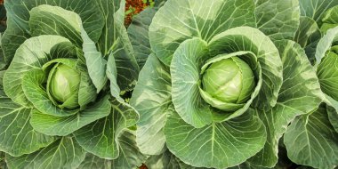 Yeşil lahana bitkilerine sahip bahçe yatağı, doğal bahçe toprağında geniş dokulu yapraklarla çevrili birkaç olgun lahana kafasının yakın görüntüsü. Organik tarım, doğal tarım, hasat mevsimi.