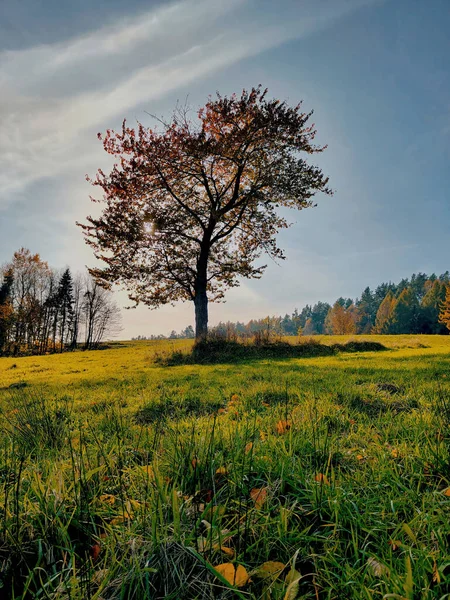 Güneşli bir sonbahar gününde, mavi gökyüzünün altındaki yeşil çayır üzerindeki yalnız ağaç, güneş ışığı dallar arasındaki arka plan, huzurlu kırsal manzara, doğa arka plan, insan yok, mevsimsel konsept.