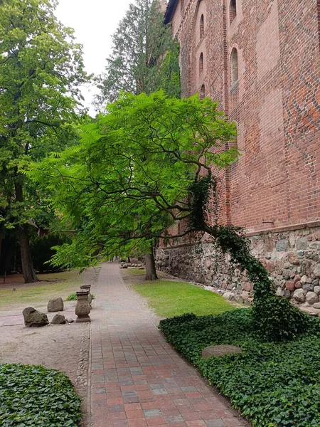 Tarihi avluda sarmaşık ve taş yolu olan eski tuğla duvarın yanında büyüyen kıvrımlı yeşil ağaç, yaz güneşi, huzurlu bahçe sahnesi, ortaçağ mimarisi geçmişi, insan yok..