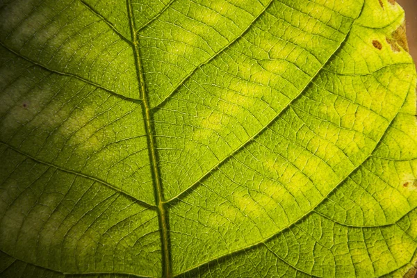 Hoja verde grande — Foto de Stock