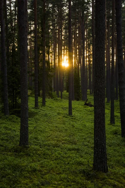 Luz del sol en el bosque — Foto de Stock
