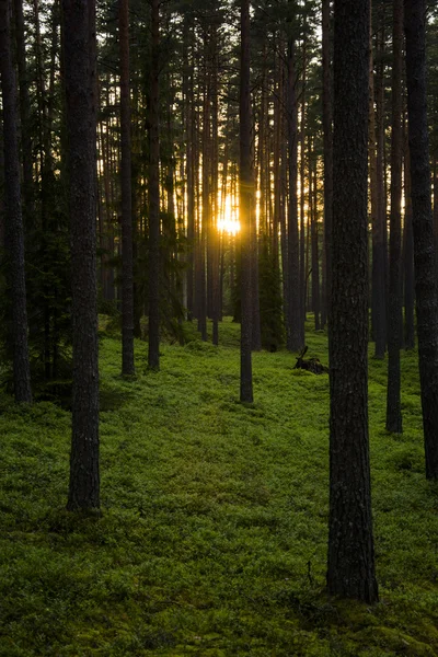 Luz del sol en el bosque Imagen De Stock