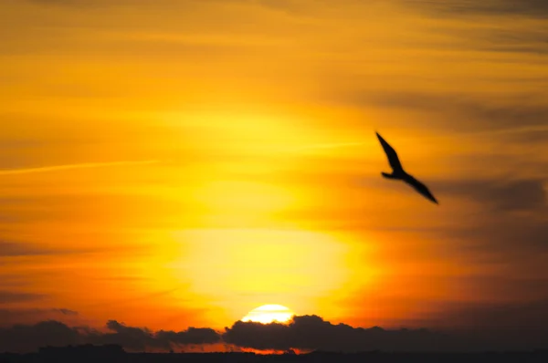 Puesta de sol con pájaro Fotos De Stock