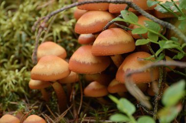 Birlikte büyüyen mantar