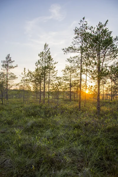 Paisaje en Estonia — Foto de Stock