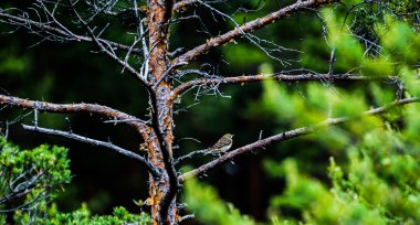 bir ağaçta oturuyor kuş