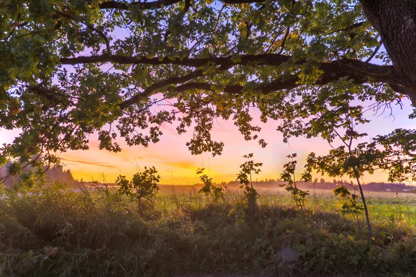 Puesta de sol debajo de un árbol — Foto de Stock