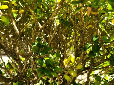 Birbirine dolanmış dallardan ve parlak yeşil yapraklardan oluşan yoğun bir bitki örtüsü..