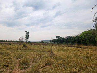 Bulutlu bir gökyüzünün altında geniş bir kırsal alan, kuru, sararmış otların tarlalar boyunca uzandığı yer. İzole edilmiş ağaçlar ufukta belirdi. Huzurlu ve sakin bir manzara yarattı..