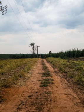 Yeşil tarlalar ve bulutlu bir gökyüzü altında birkaç dağınık ağaç ile çevrili, sakin kırsal bir arazide uzanan kahverengi toprak bir yol, dinginlik ve izolasyon hissi uyandırıyor..