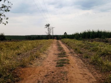 Yeşil tarlalar ve ağaçlarla çevrili kırsal bir araziden geçen toprak bir patika..