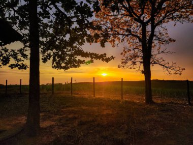 Bir çiftlikte güzel bir günbatımı sahnesi, ön planda karanlık ağaçlar ve güneşin altın ışığıyla aydınlatılmış bir ufuk..