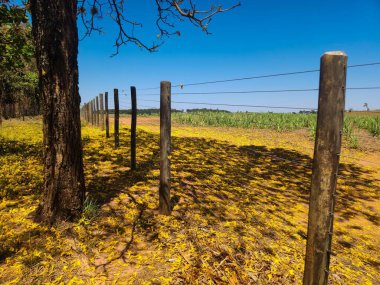 Etrafı ahşap çitlerle ve ağaçlarla çevrili kırsal bir yolun sakin bir görüntüsü..