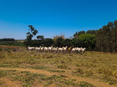 Geniş, güneşli bir alanda otlayan bir grup beyaz ve kahverengi sığır, açık mavi gökyüzü ve arka planda yeşillik, kırsal yaşamı ve kırsal kesimin huzurunu simgeliyor..