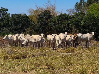 Bir grup beyaz sığır. Boğalar kırsal yaşamı sembolize ederek doğayla mükemmel bir uyum içinde yaşarlar..
