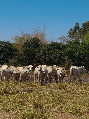 Bir grup açık renkli sığır güneşli bir kırsal alanda huzur içinde geziniyor. Arka planda, yemyeşil bitki örtüsü berrak mavi gökyüzü ile çelişiyor ve sakin bir kırsal alan yaratıyor..