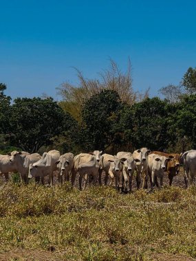 Açık tenli sığır sürüsü açık mavi gökyüzünün altında yeşil bir tarlada otluyor..